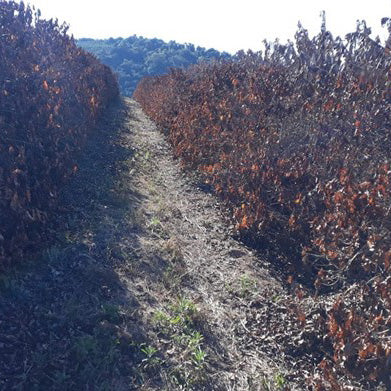 frost damage on Brazilian coffee plants